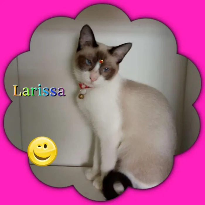 Gato raça srd idade 2 a 6 meses nome Larissa