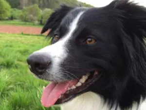 Cachorro raça Border Collie   idade 1 ano nome Bob 