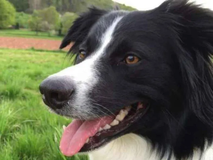 Cachorro ra a Border Collie   idade 1 ano nome Bob 