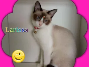 Gato raça srd idade 2 a 6 meses nome Larissa