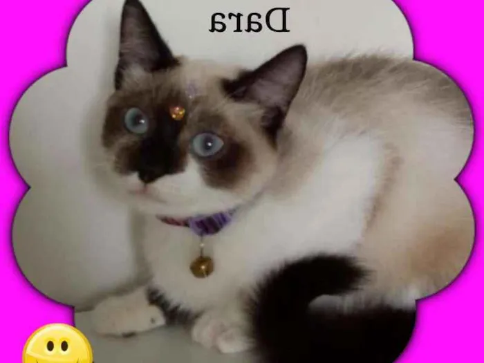 Gato raça srd idade 2 a 6 meses nome Dara