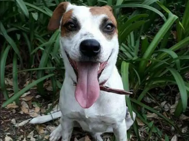 Cachorro ra a mestiça idade 2 anos nome Pandora