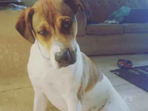 Cachorro raça Indefinida idade 1 ano nome Thor