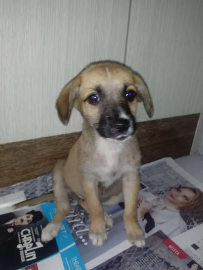 Cachorro ra a Vira-lata idade 2 a 6 meses nome Meg
