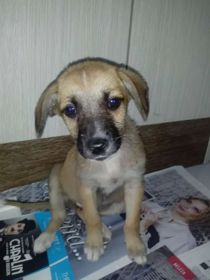 Cachorro ra a Vira-lata idade 2 a 6 meses nome Meg