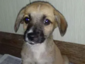 Cachorro raça Vira-lata idade 2 a 6 meses nome Meg