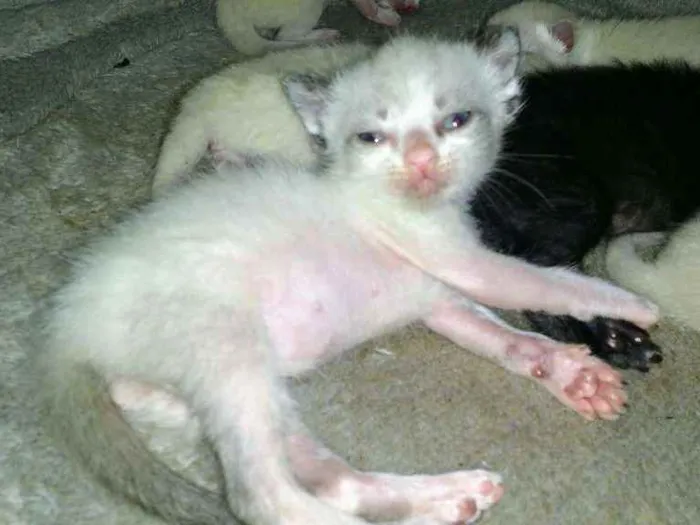 Gato ra a Siamês idade Abaixo de 2 meses nome Gatinhos