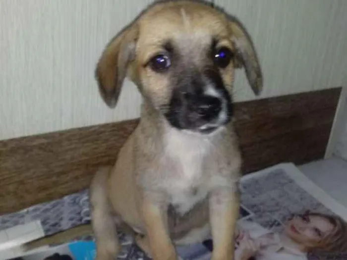 Cachorro ra a Vira-lata idade 2 a 6 meses nome Meg