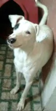 Dalila