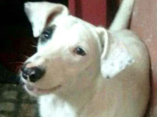 Cachorro ra a  idade 7 a 11 meses nome Dalila 