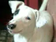 Dalila