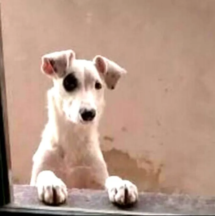 Cachorro ra a  idade 7 a 11 meses nome Dalila 