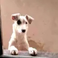 Dalila
