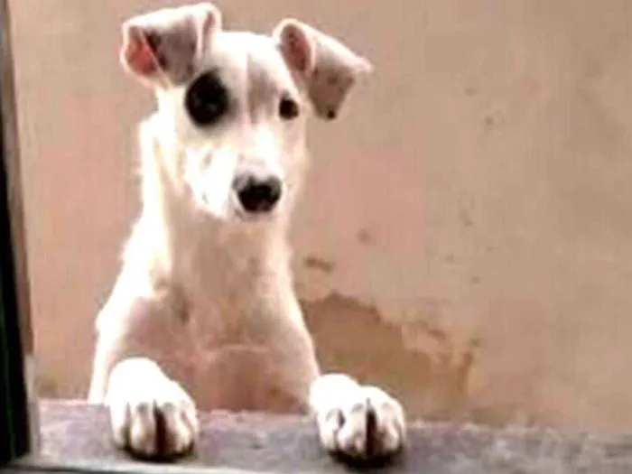 Cachorro ra a  idade 7 a 11 meses nome Dalila 