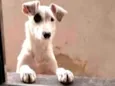 Dalila