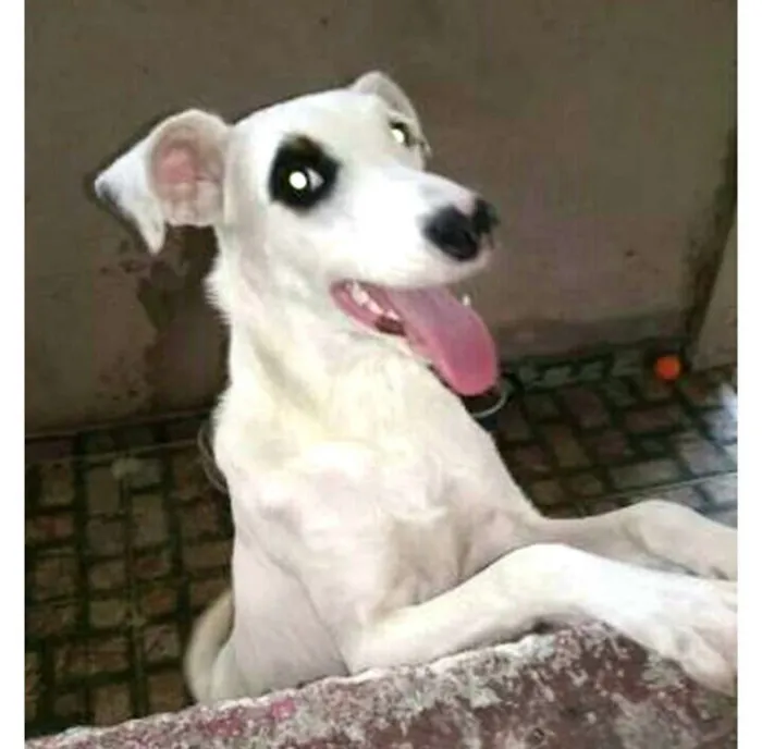 Cachorro ra a  idade 7 a 11 meses nome Dalila 