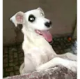 Dalila