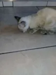 Lili