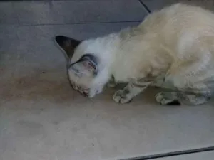 Gato raça Siamês  idade 2 a 6 meses nome Lili