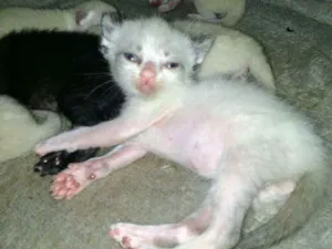 Gato raça Siamês idade Abaixo de 2 meses nome Gatinhos