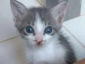 Gato raça American Shorthair  idade Abaixo de 2 meses nome Não têm nomes