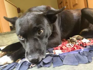 Cachorro raça SRD idade 2 anos nome Neguinho