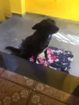 Neguinho