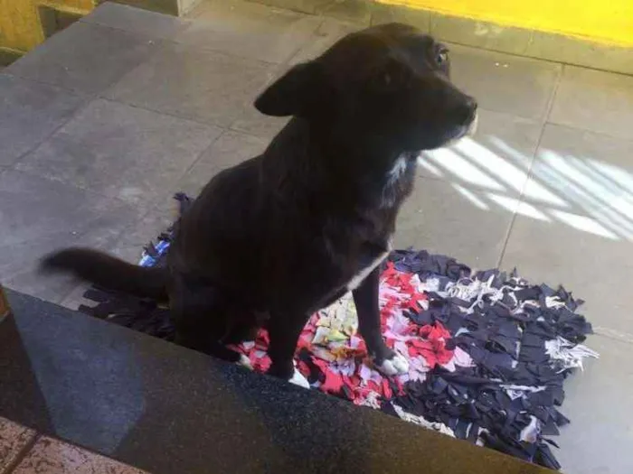 Cachorro ra a SRD idade 2 anos nome Neguinho