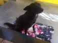 Neguinho