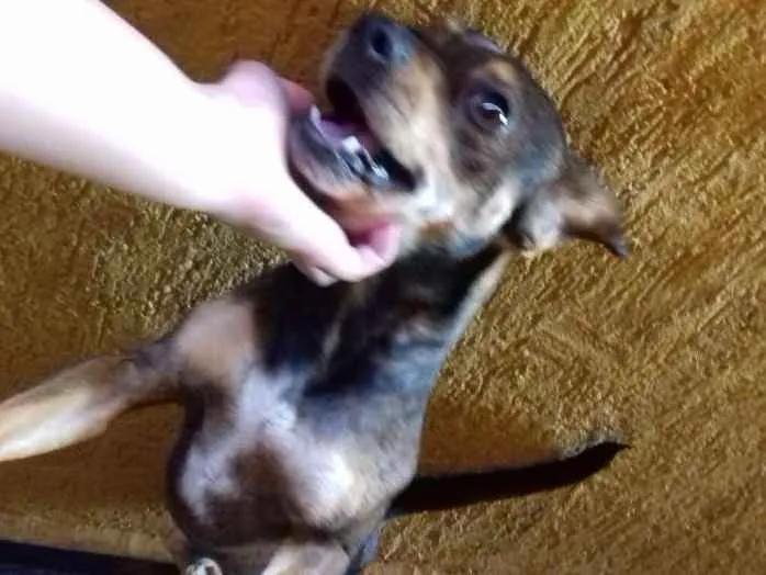 Cachorro ra a SRD idade 3 anos nome ROCKY