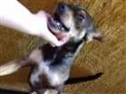 Cachorro raça SRD idade 3 anos nome ROCKY