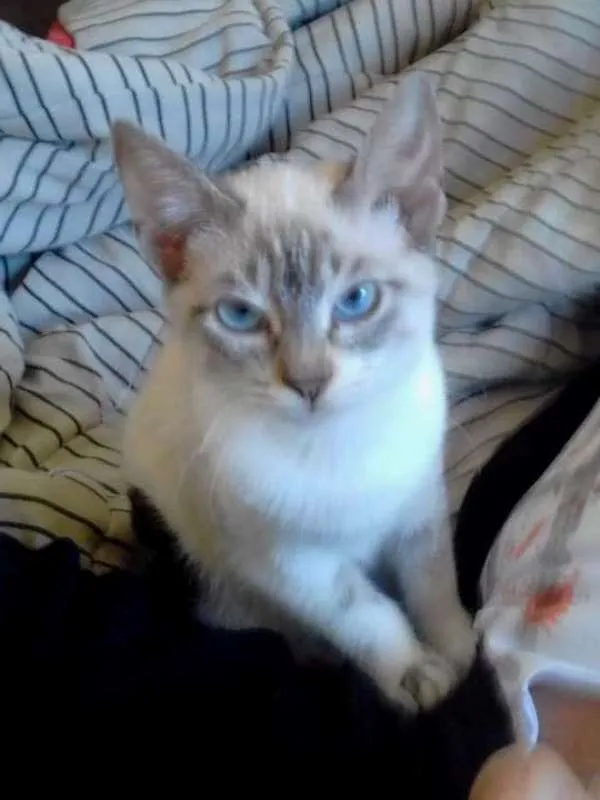 Gato ra a  idade 2 a 6 meses nome Siamesinha 