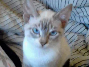 Gato raça  idade 2 a 6 meses nome Siamesinha 