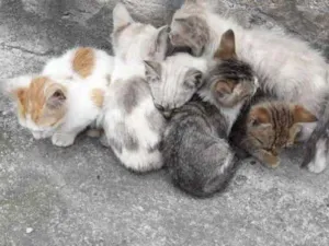 Gato raça sem raça idade 2 a 6 meses nome sem nome