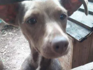 Cachorro raça Indefnidida idade 2 anos nome Bombom