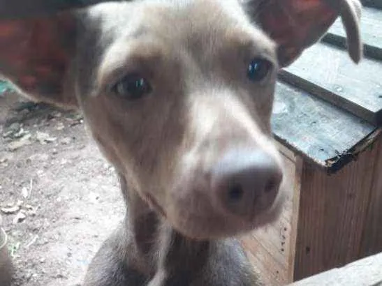Cachorro ra a Indefnidida idade 2 anos nome Bombom