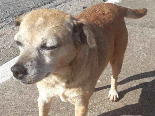 Cachorro raça indefinida idade 5 anos nome Megg