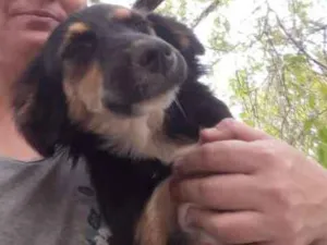 Cachorro raça Indefinida idade 1 ano nome Penelope/Pabodora