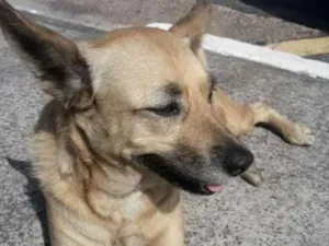 Cachorro raça sem raça definida idade 5 anos nome Xuxa