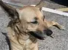 Cachorro raça sem raça definida idade 5 anos nome Xuxa