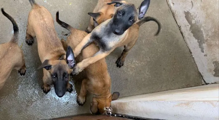 Cachorro ra a Pastor belga mallinois idade 2 a 6 meses nome Filhotes