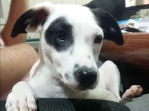 Cachorro raça Vira lata  idade 2 a 6 meses nome Pirata