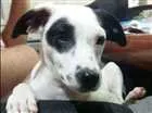 Cachorro raça Vira lata  idade 2 a 6 meses nome Pirata