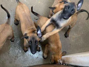 Cachorro raça Pastor belga mallinois idade 2 a 6 meses nome Filhotes