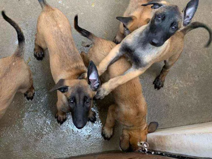 Cachorro ra a Pastor belga mallinois idade 2 a 6 meses nome Filhotes