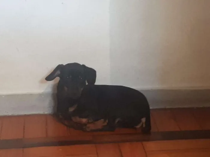 Cachorro raça Dashound idade 2 a 6 meses nome Naná e Doce de Leite