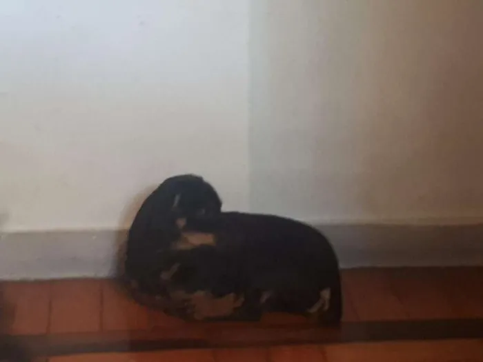 Cachorro raça Dashound idade 2 a 6 meses nome Naná e Doce de Leite