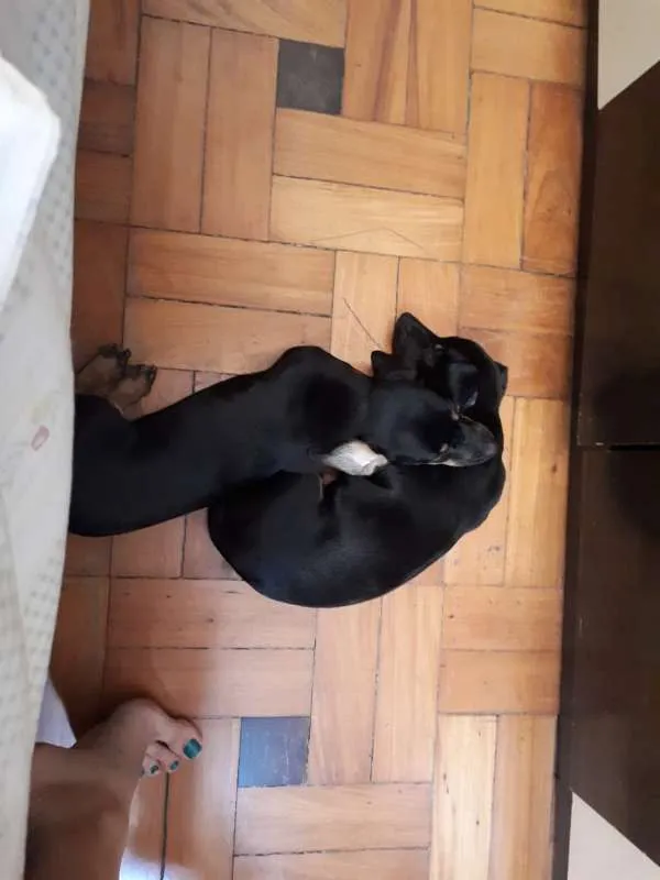 Cachorro raça Dashound idade 2 a 6 meses nome Naná e Doce de Leite