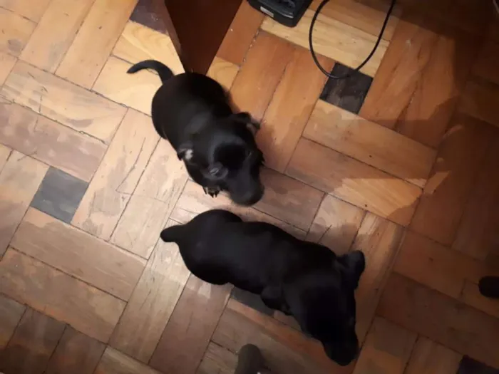 Cachorro raça Dashound idade 2 a 6 meses nome Naná e Doce de Leite