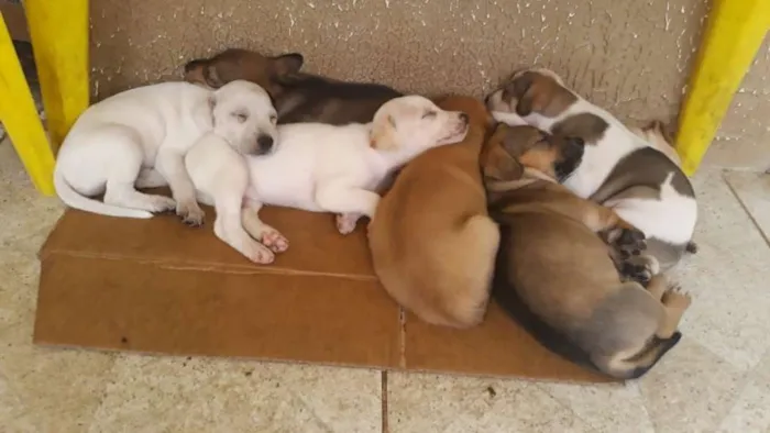Cachorro raça  idade Abaixo de 2 meses nome Sem nome